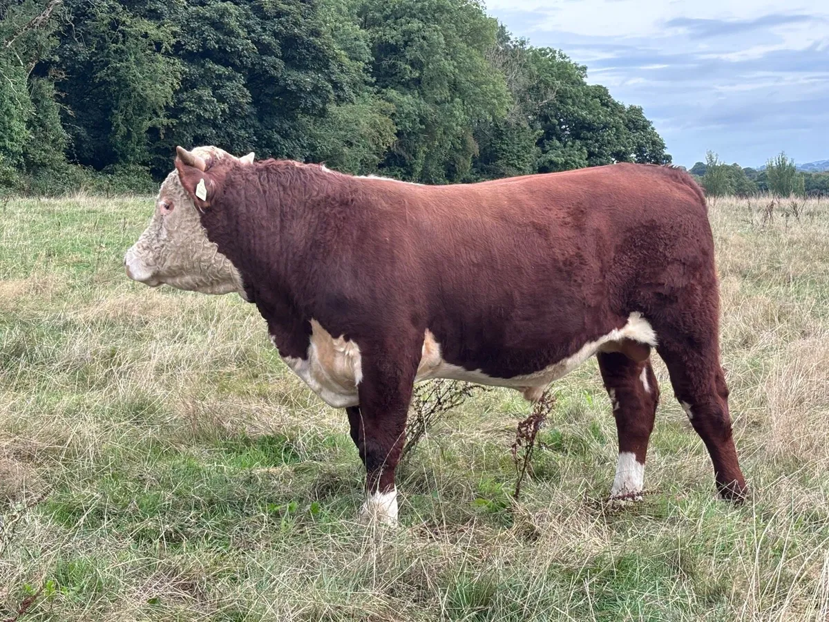 Pedigree Hereford - Image 2
