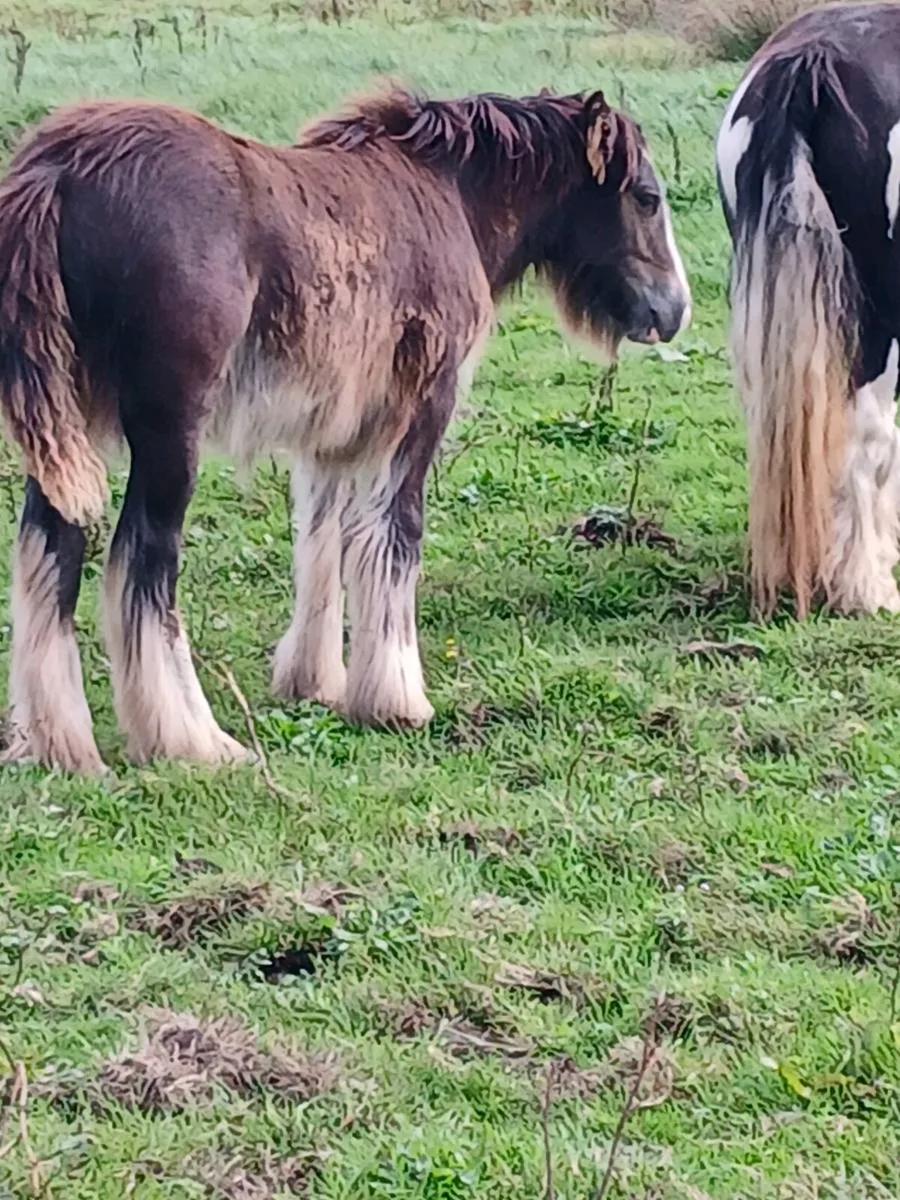 Horse - Image 2