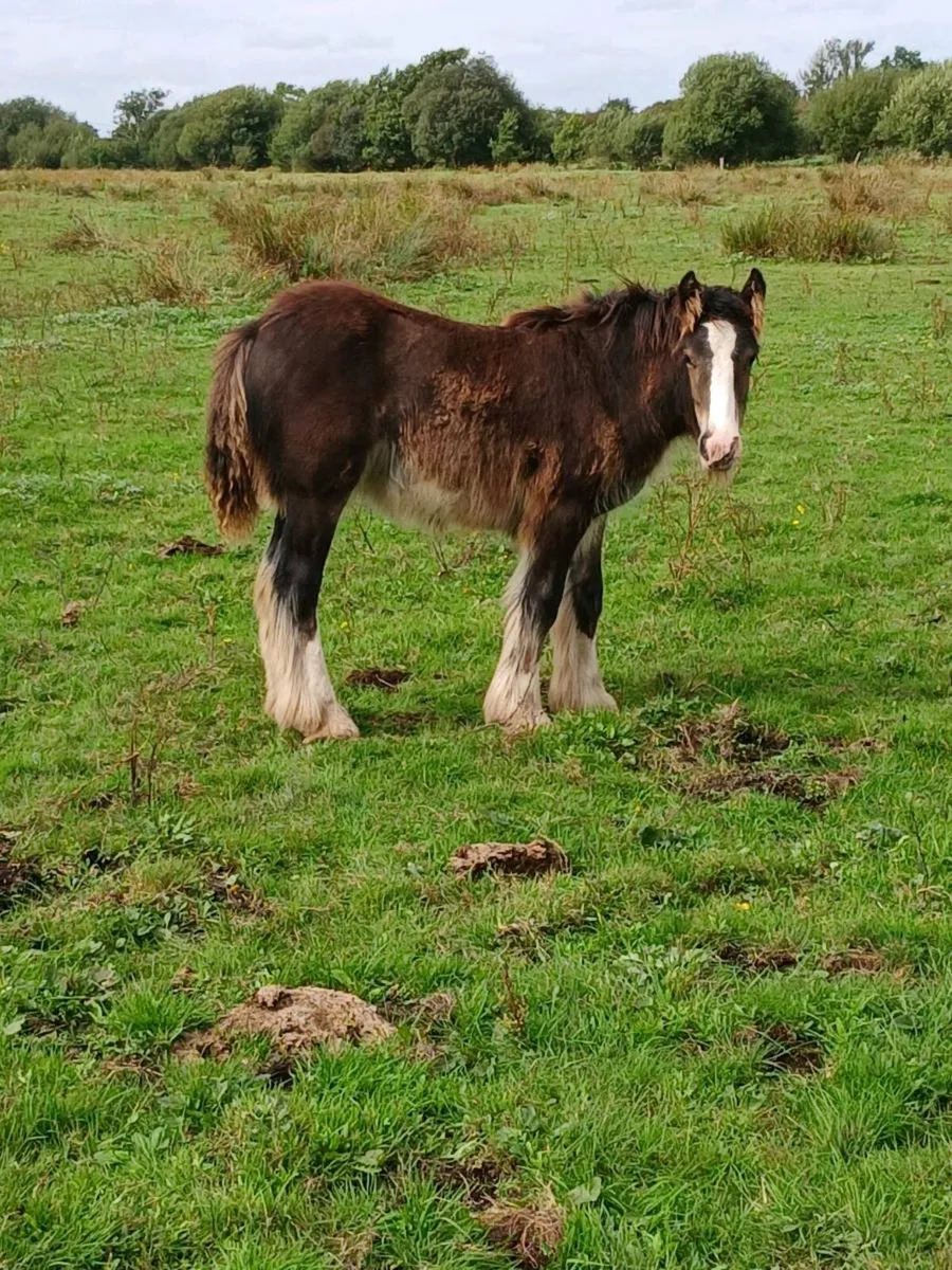 Horse - Image 3