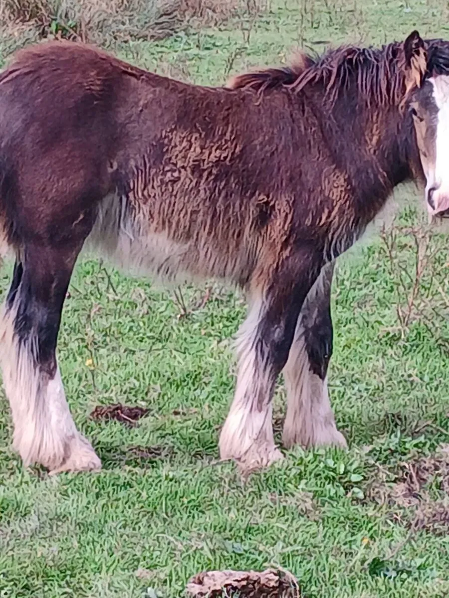 Horse - Image 4