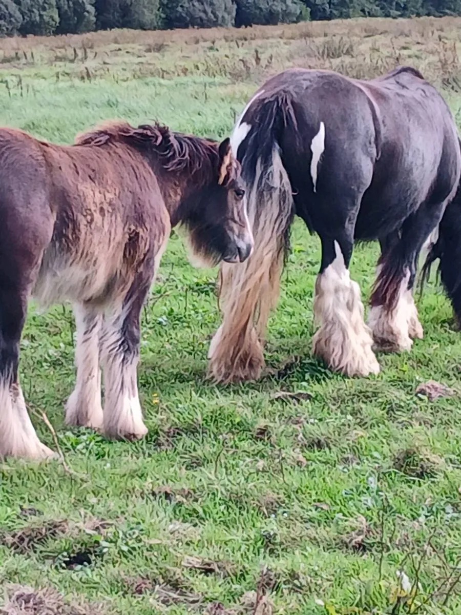 Horse - Image 1