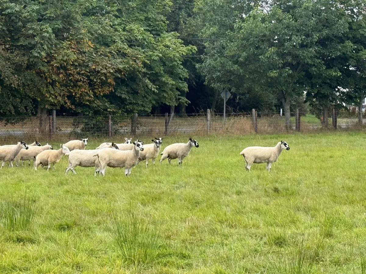 Smashing hoggets - Image 4