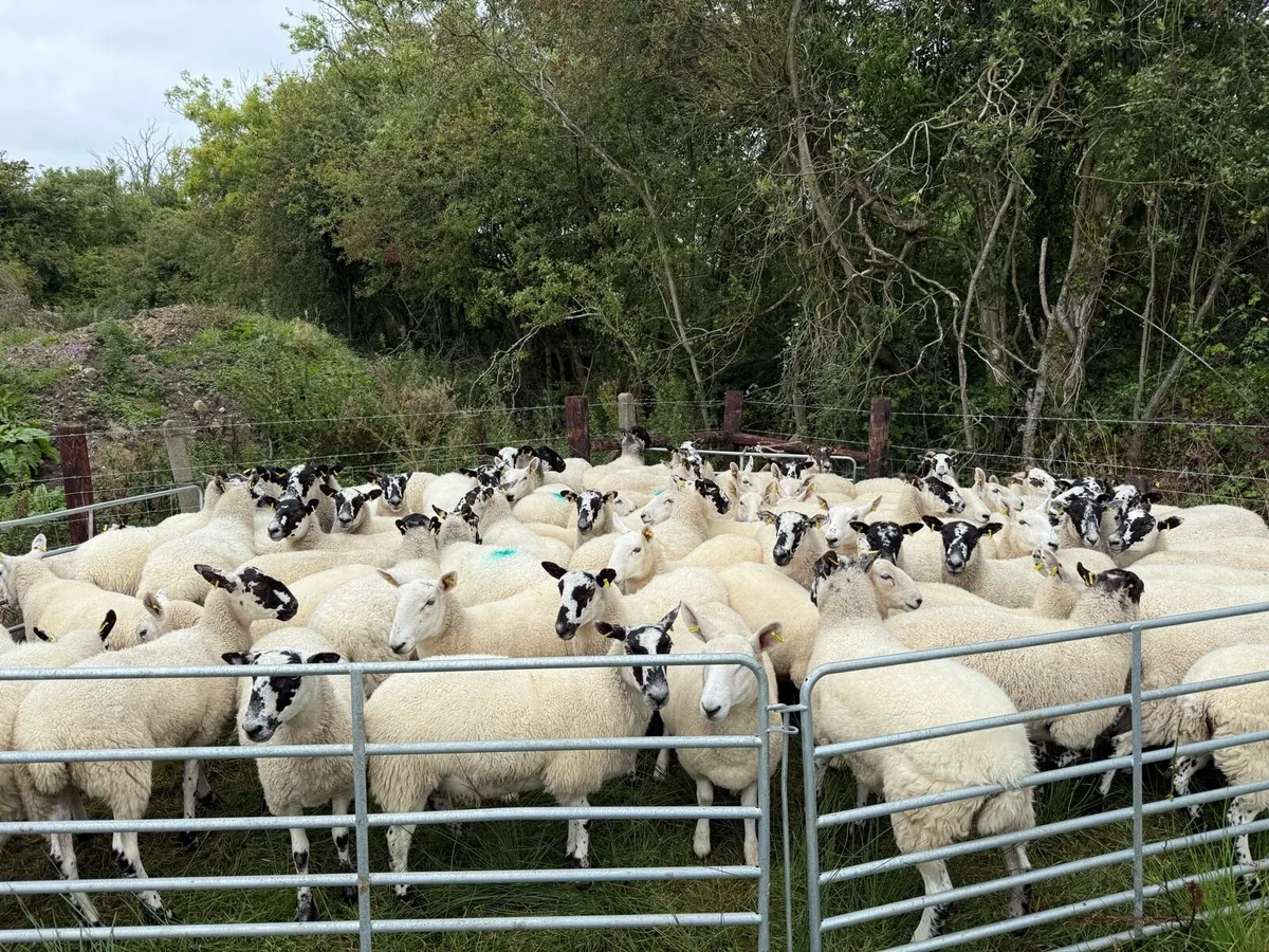 Smashing hoggets - Image 1