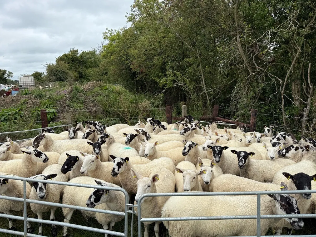 Smashing hoggets - Image 2