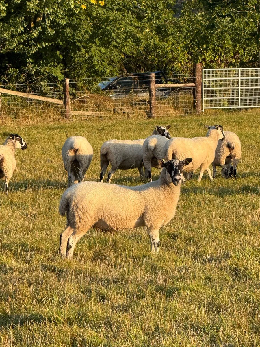 Smashing hoggets - Image 3