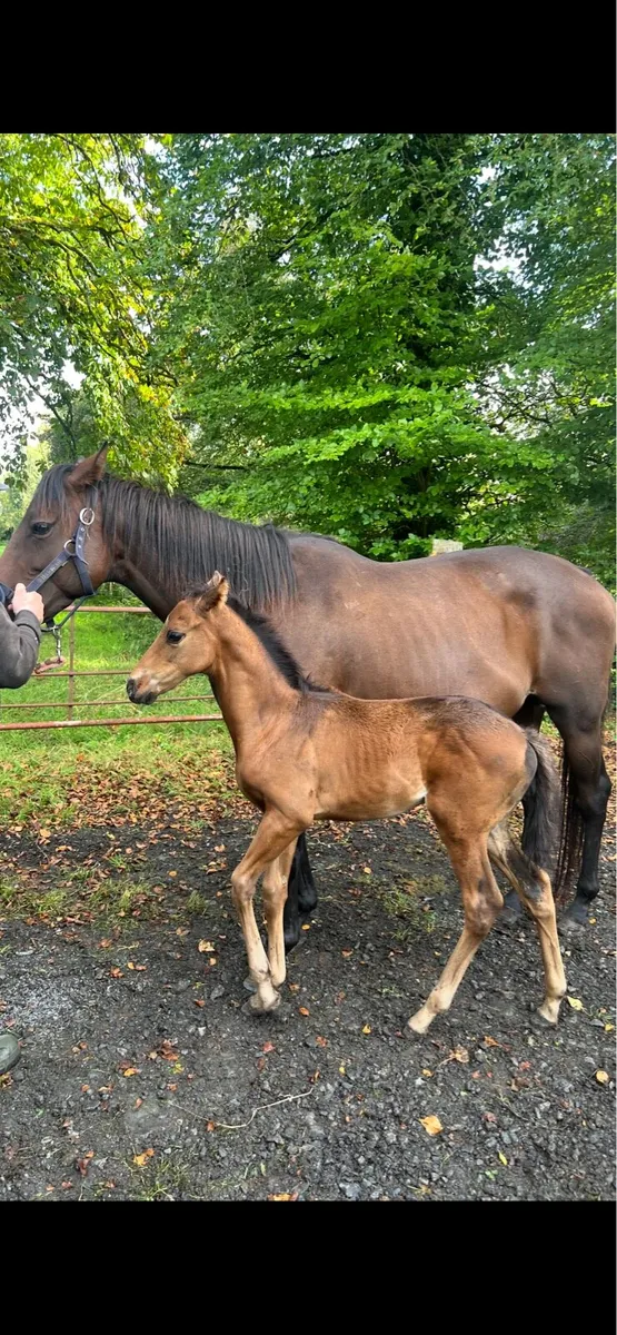 TB Mare and Foal - Image 2