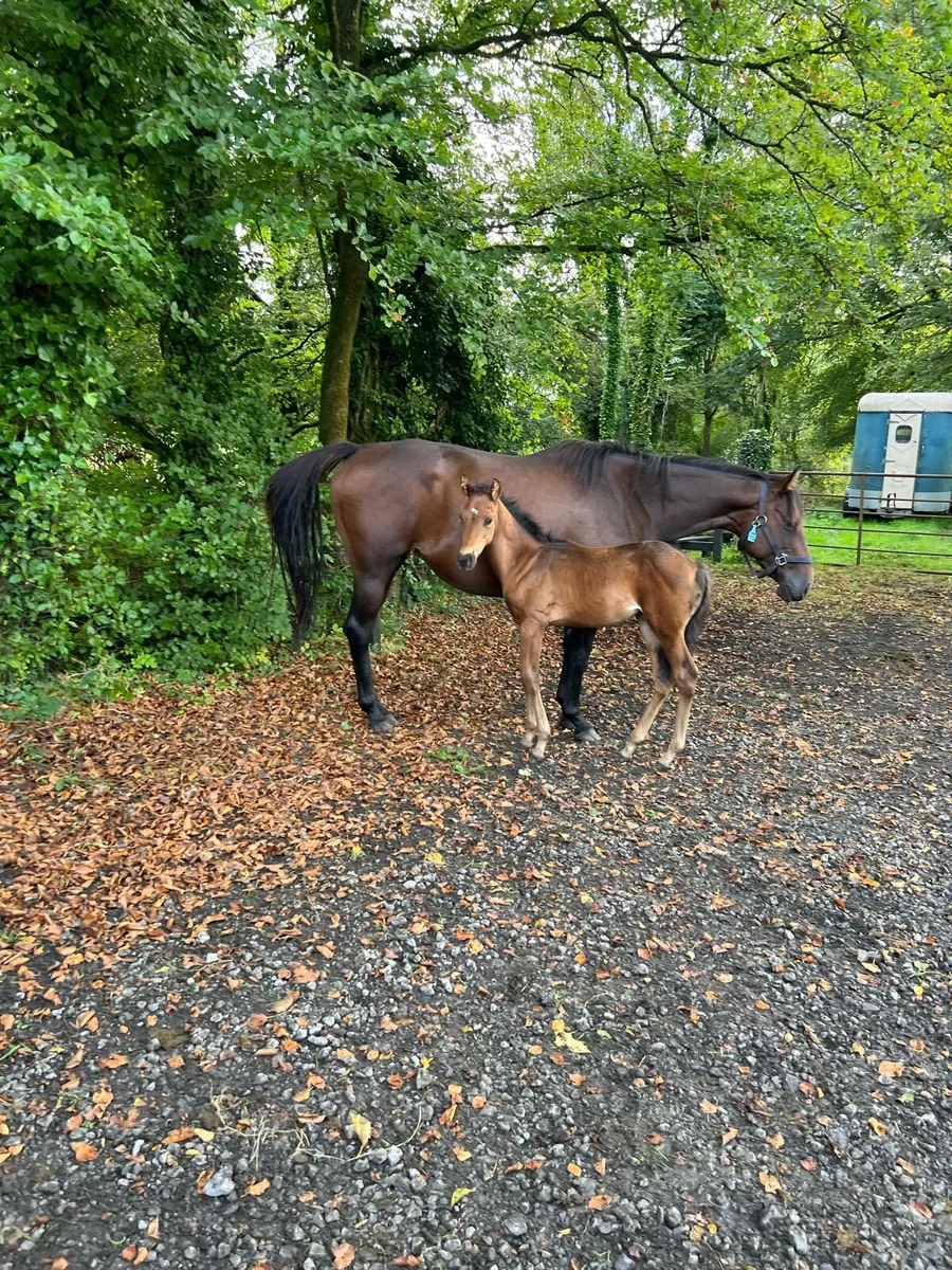 TB Mare and Foal - Image 4