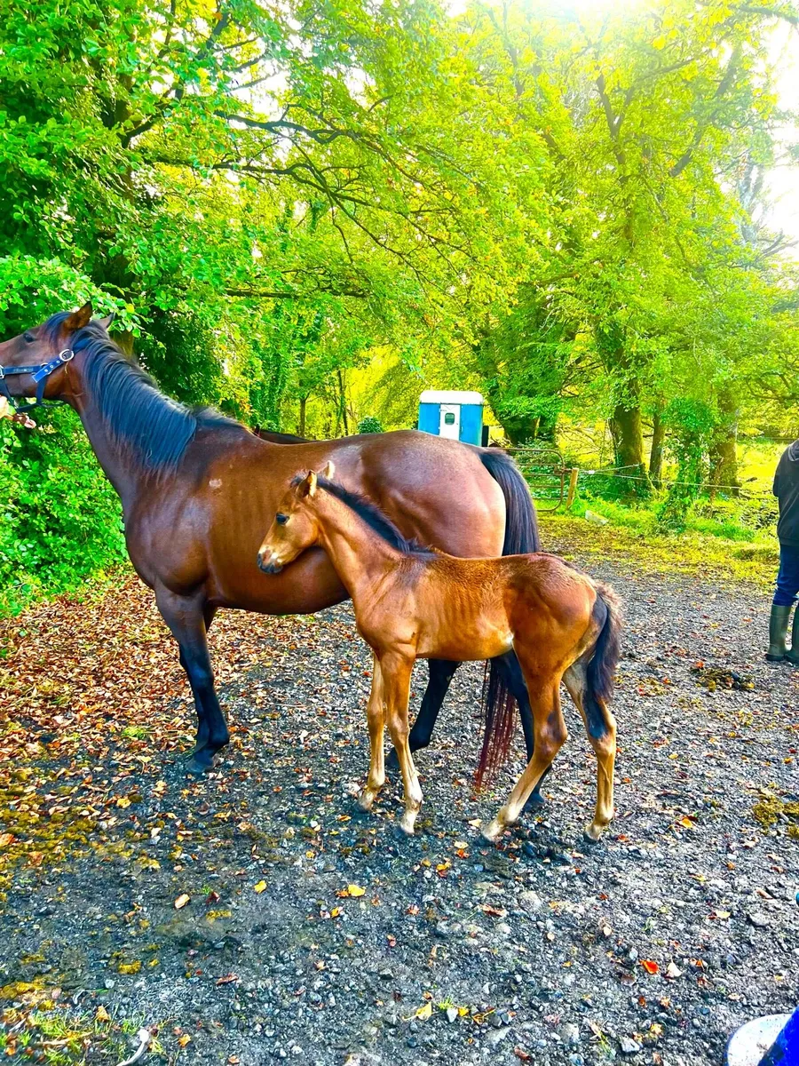 TB Mare and Foal - Image 3