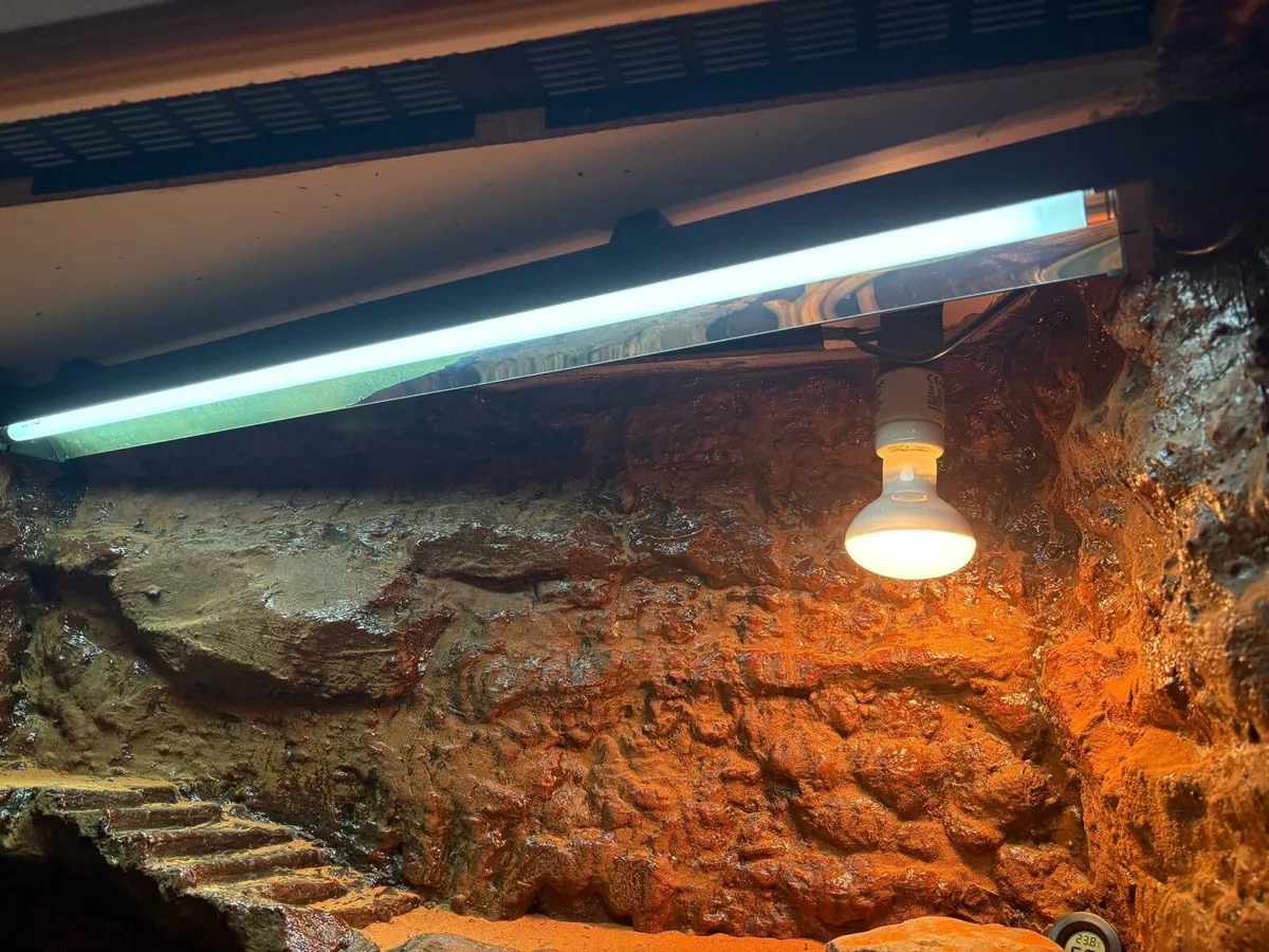 Bearded Dragon Enclosure - Image 2