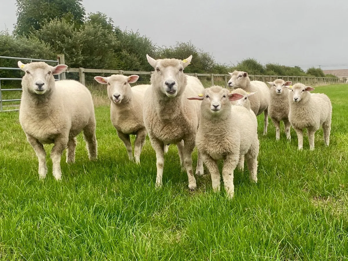 Pedigree Galway Sheep - Image 3