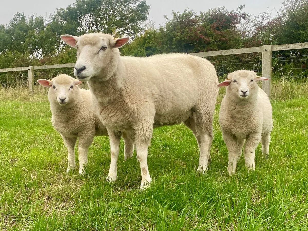 Pedigree Galway Sheep - Image 2