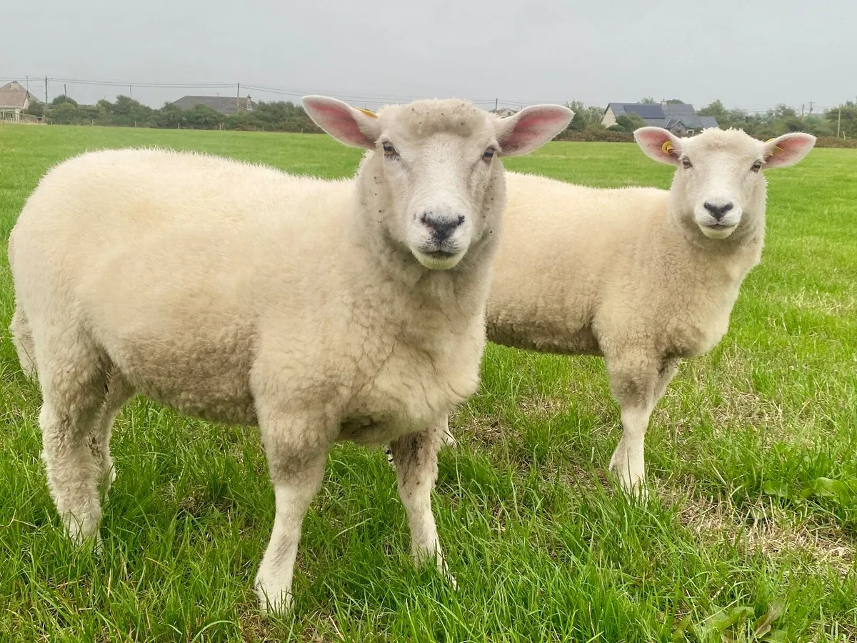Pedigree Galway Sheep - Image 4