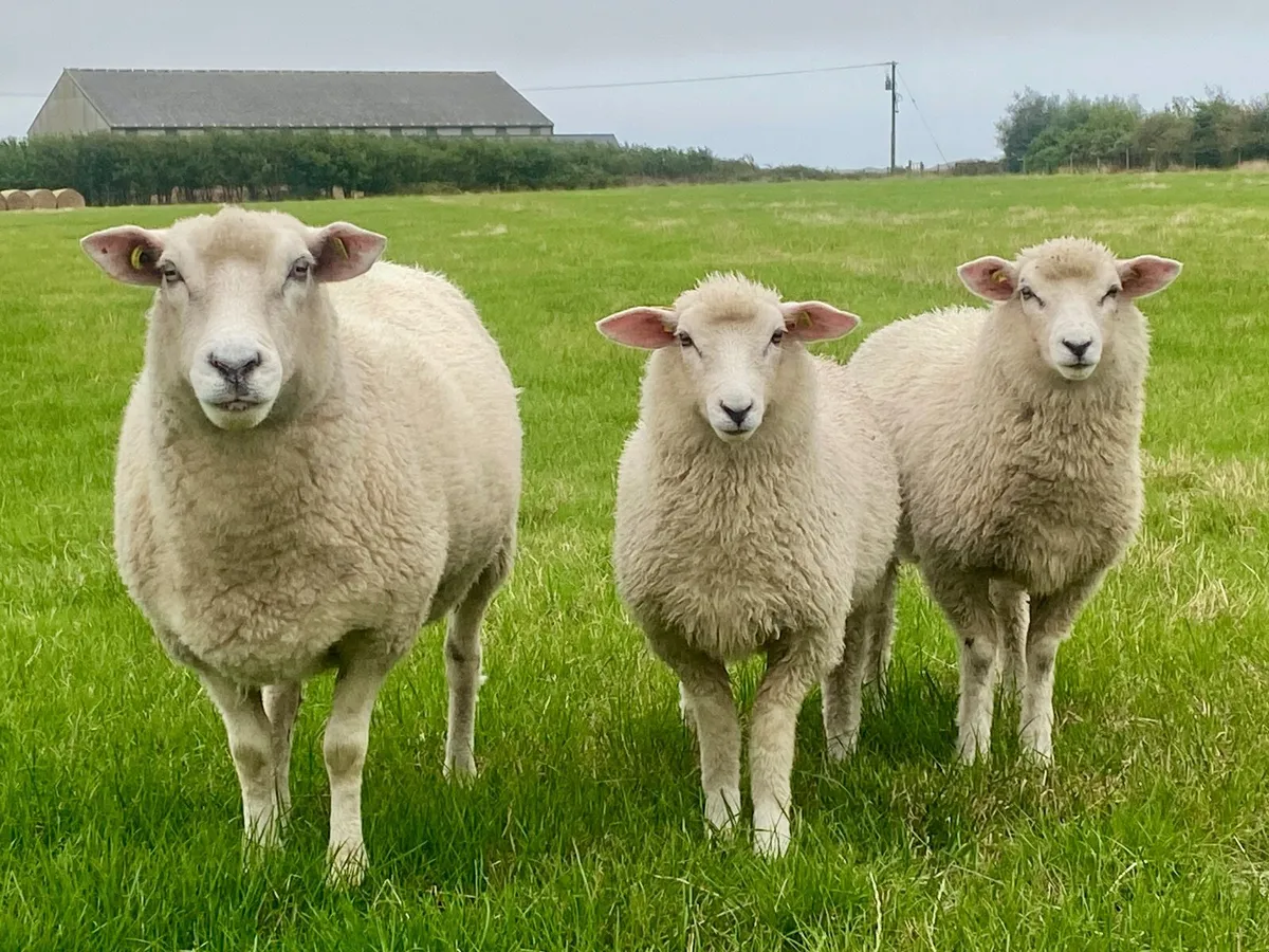 Pedigree Galway Sheep - Image 1