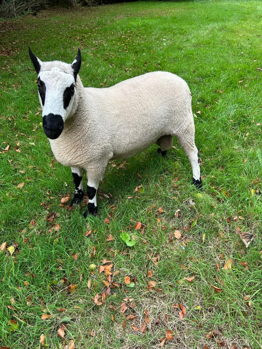 Kerryhill ram - Image 1