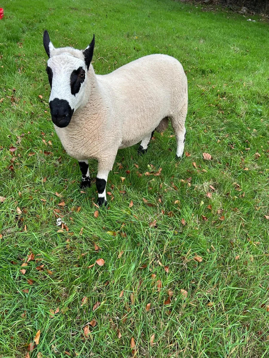 Kerryhill ram - Image 2