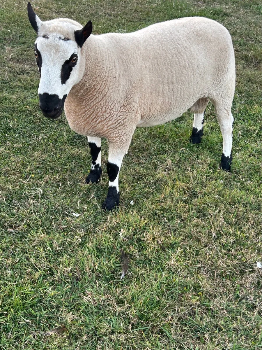 Kerryhill ram - Image 3
