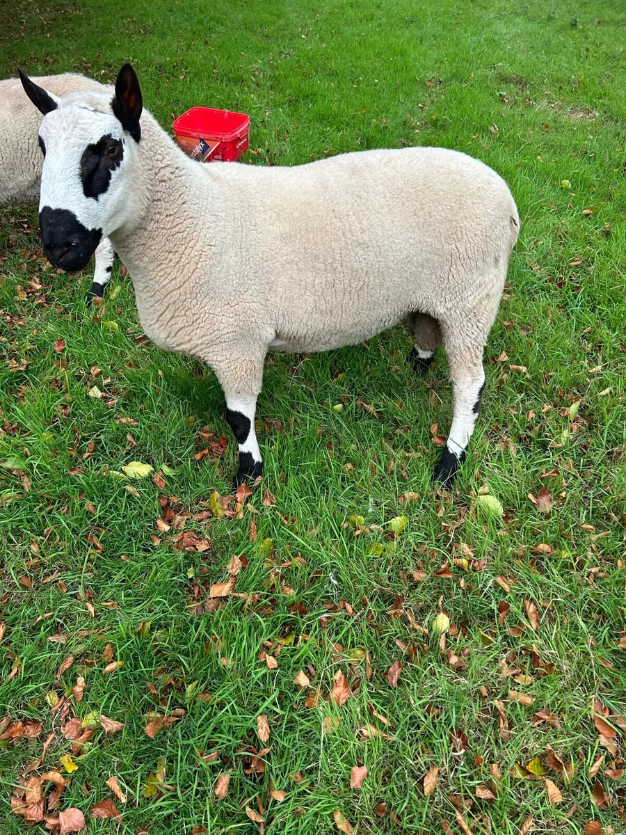 Kerryhill ram - Image 4