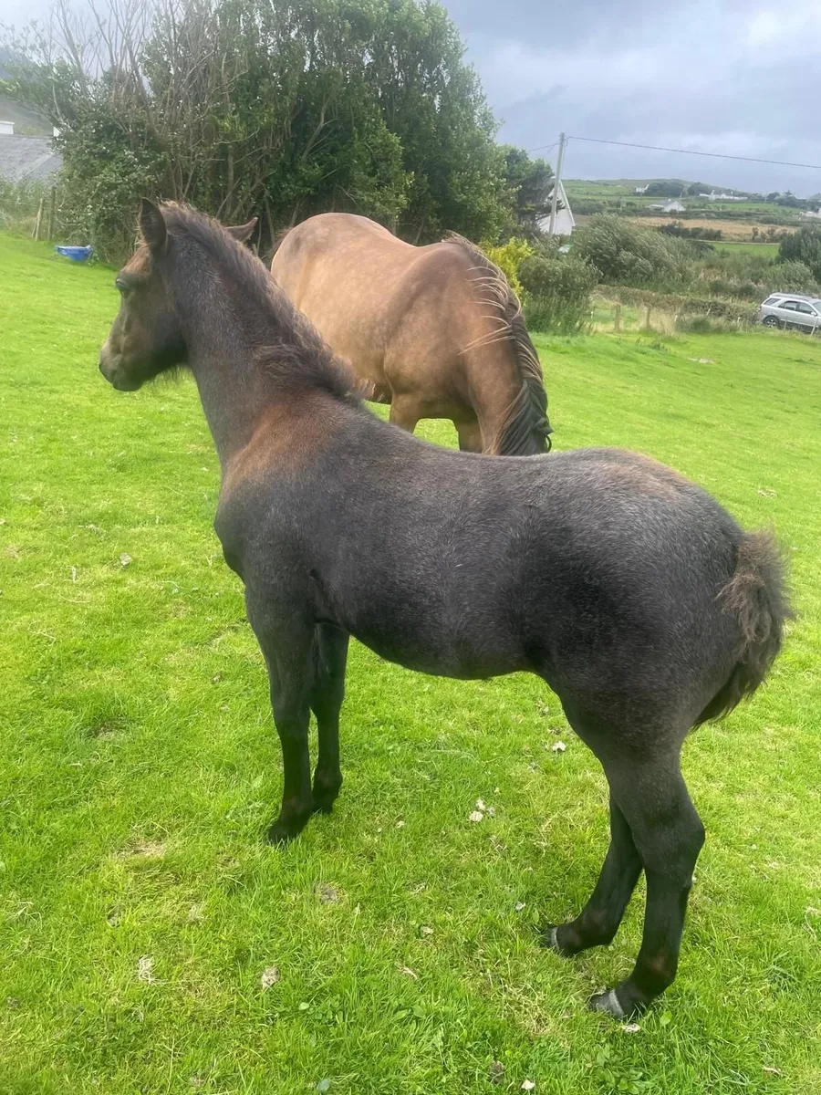 Connemara ponies - Image 4