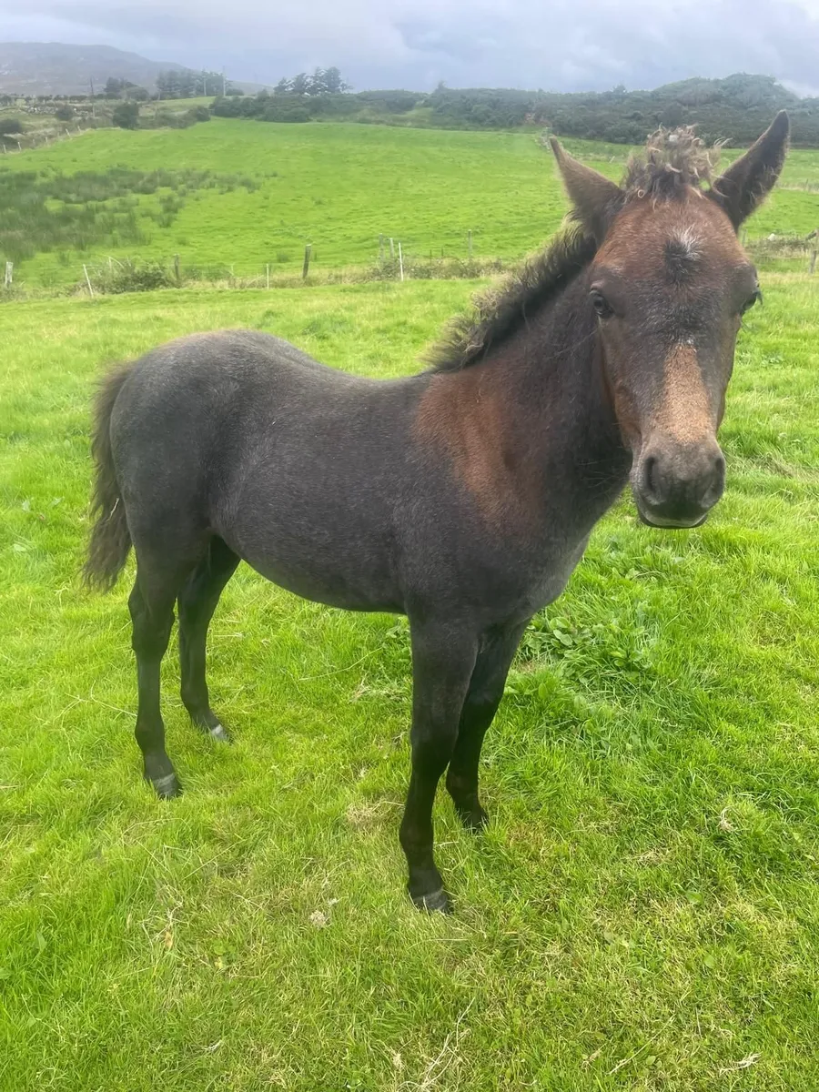 Connemara ponies - Image 3