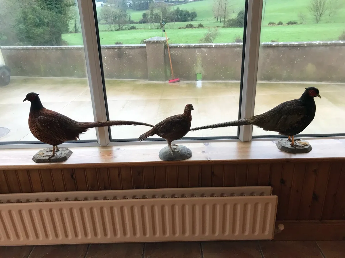 Mounted Pheasants & Grouse - Image 4