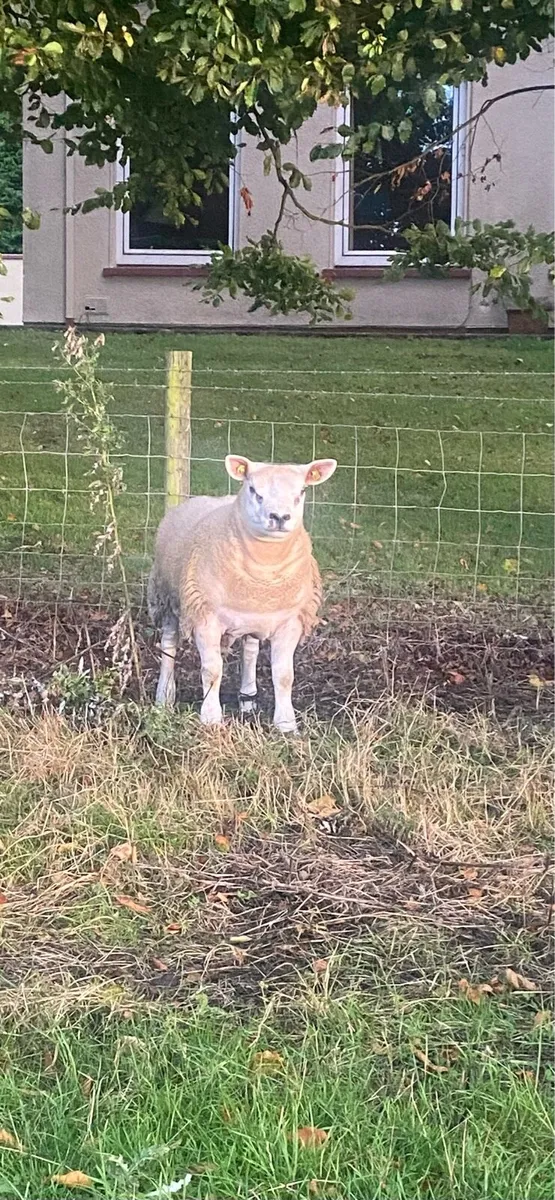 Pbr Texel Rams⭐️ - Image 3
