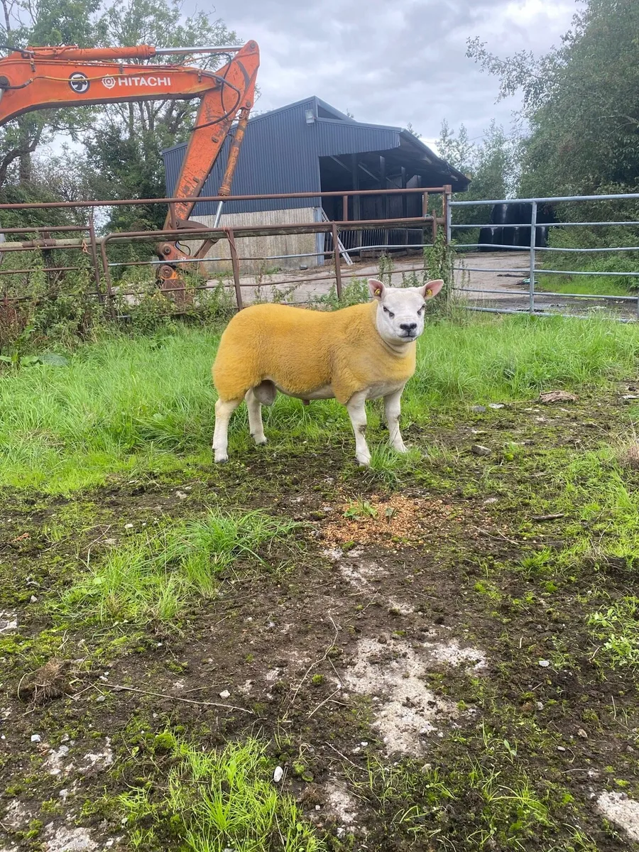 Pbr Texel Rams⭐️ - Image 1