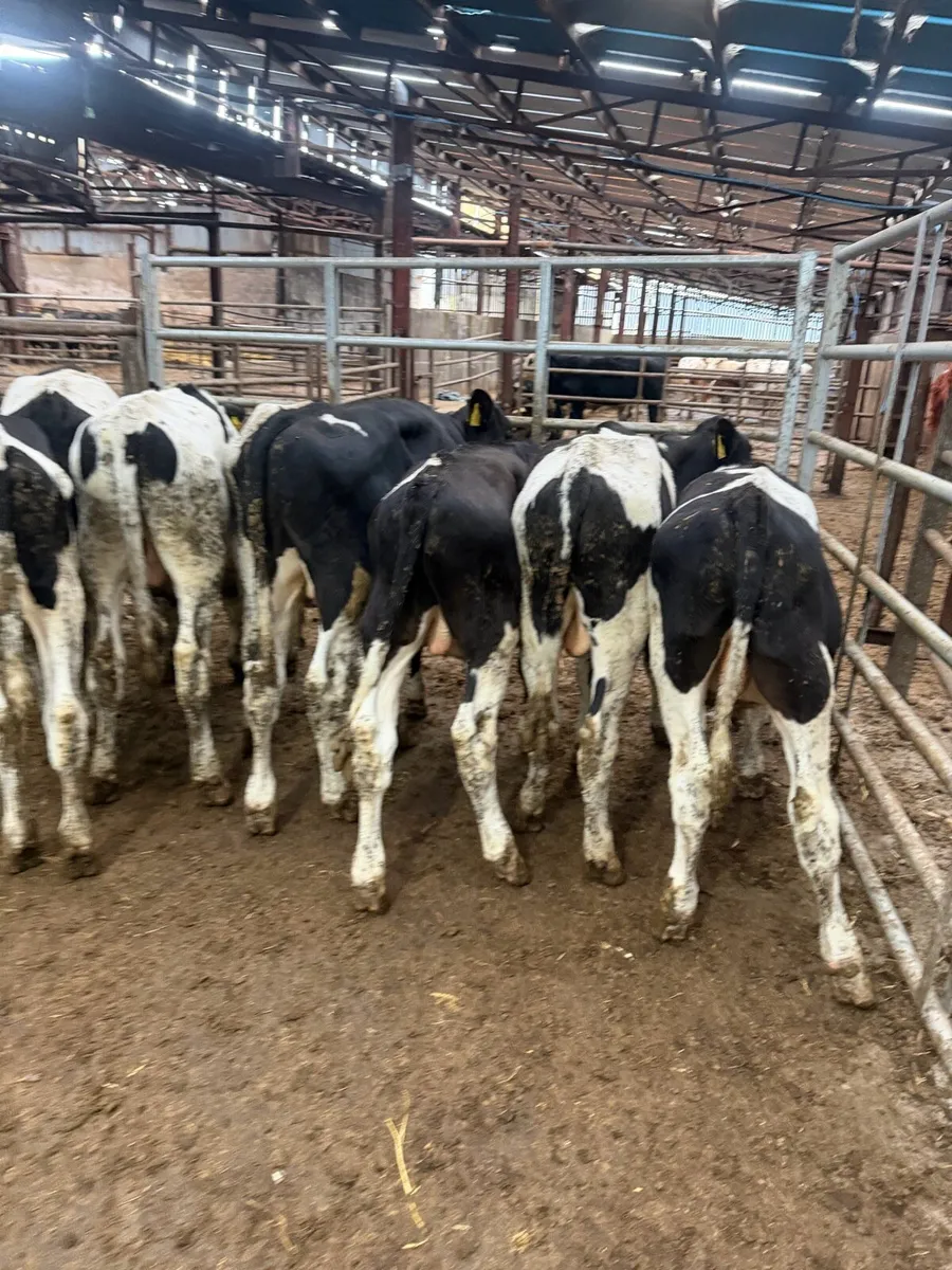 9 Friesan bull Weanlings - Image 1