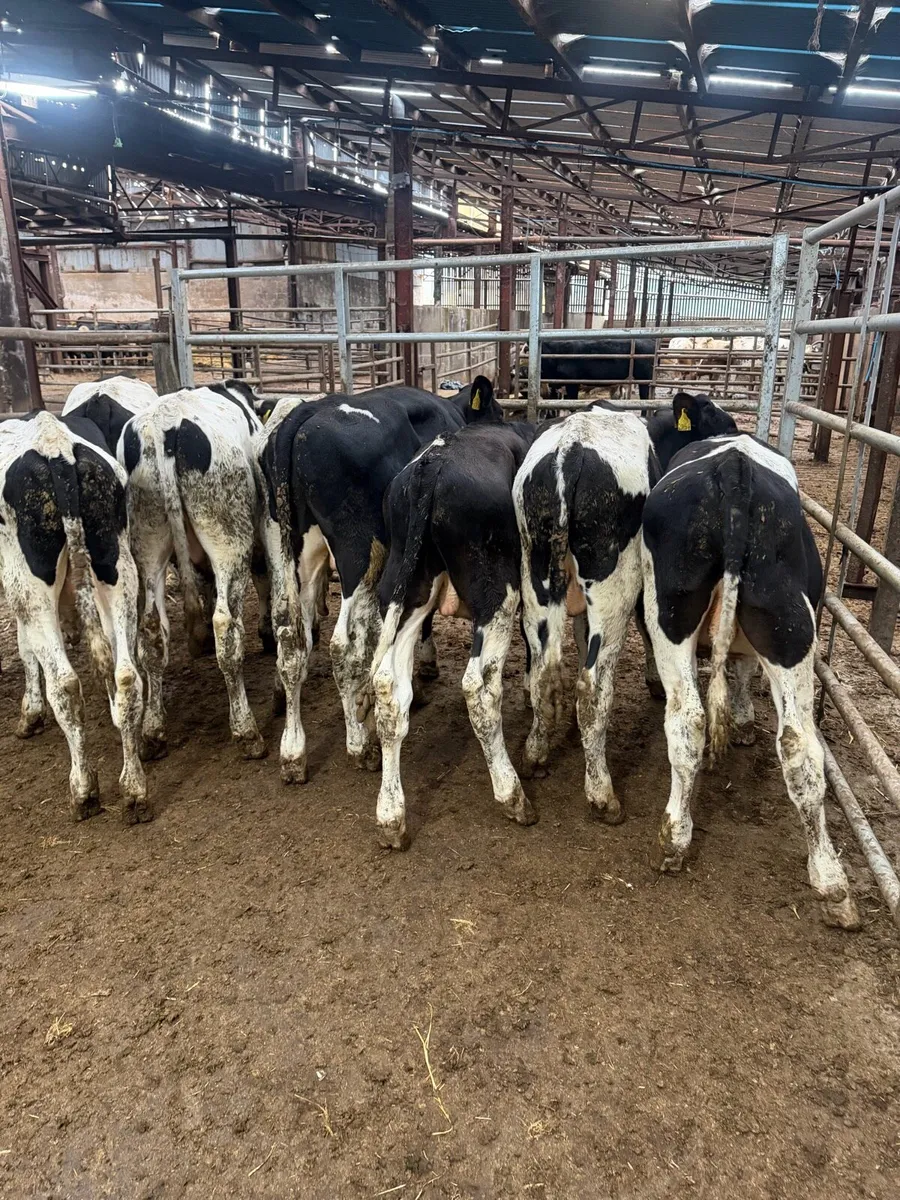9 Friesan bull Weanlings - Image 2