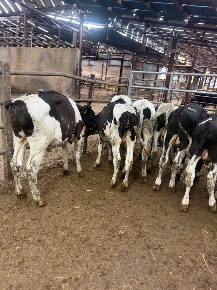 9 Friesan bull Weanlings - Image 3
