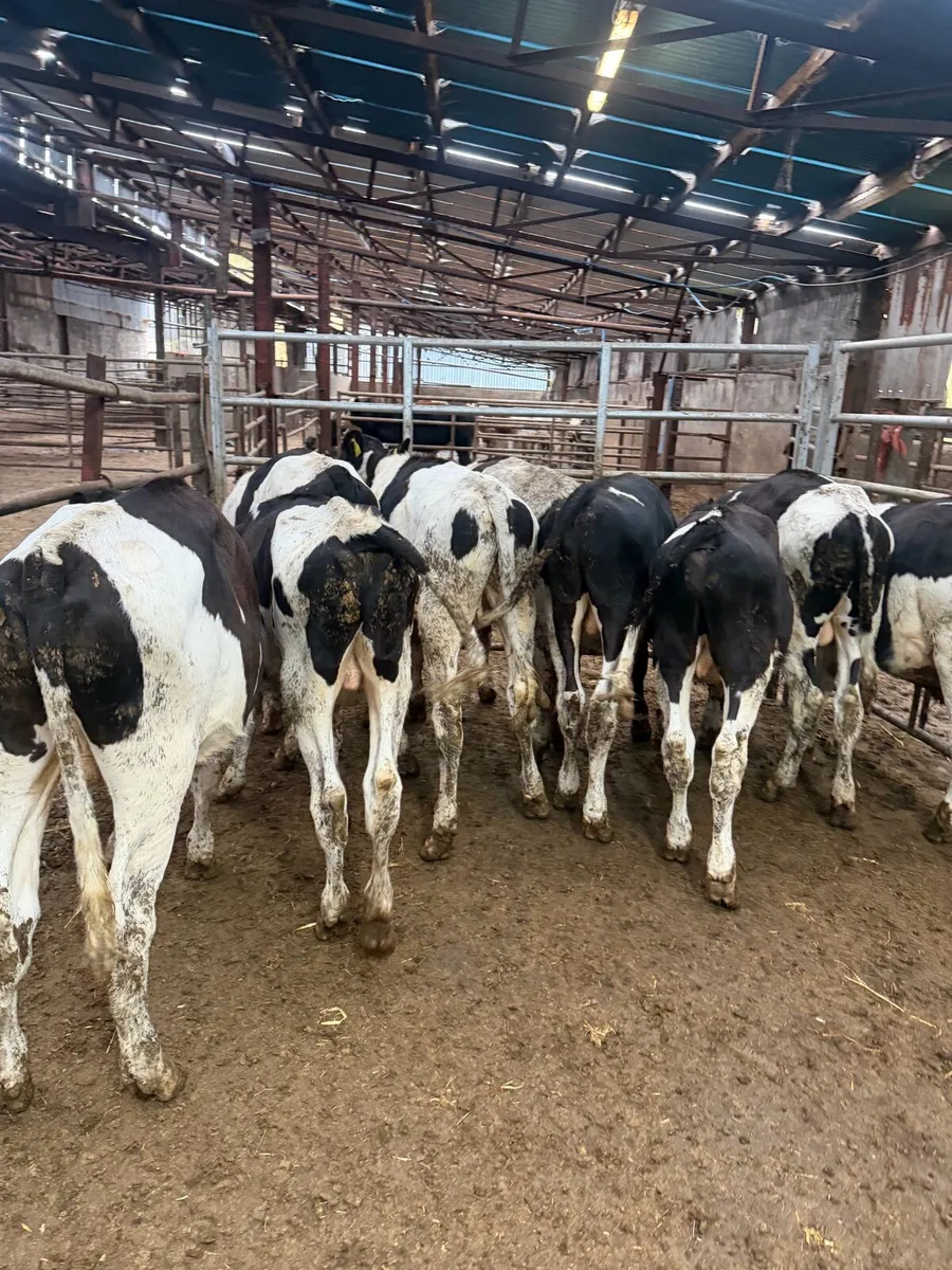 9 Friesan bull Weanlings - Image 4
