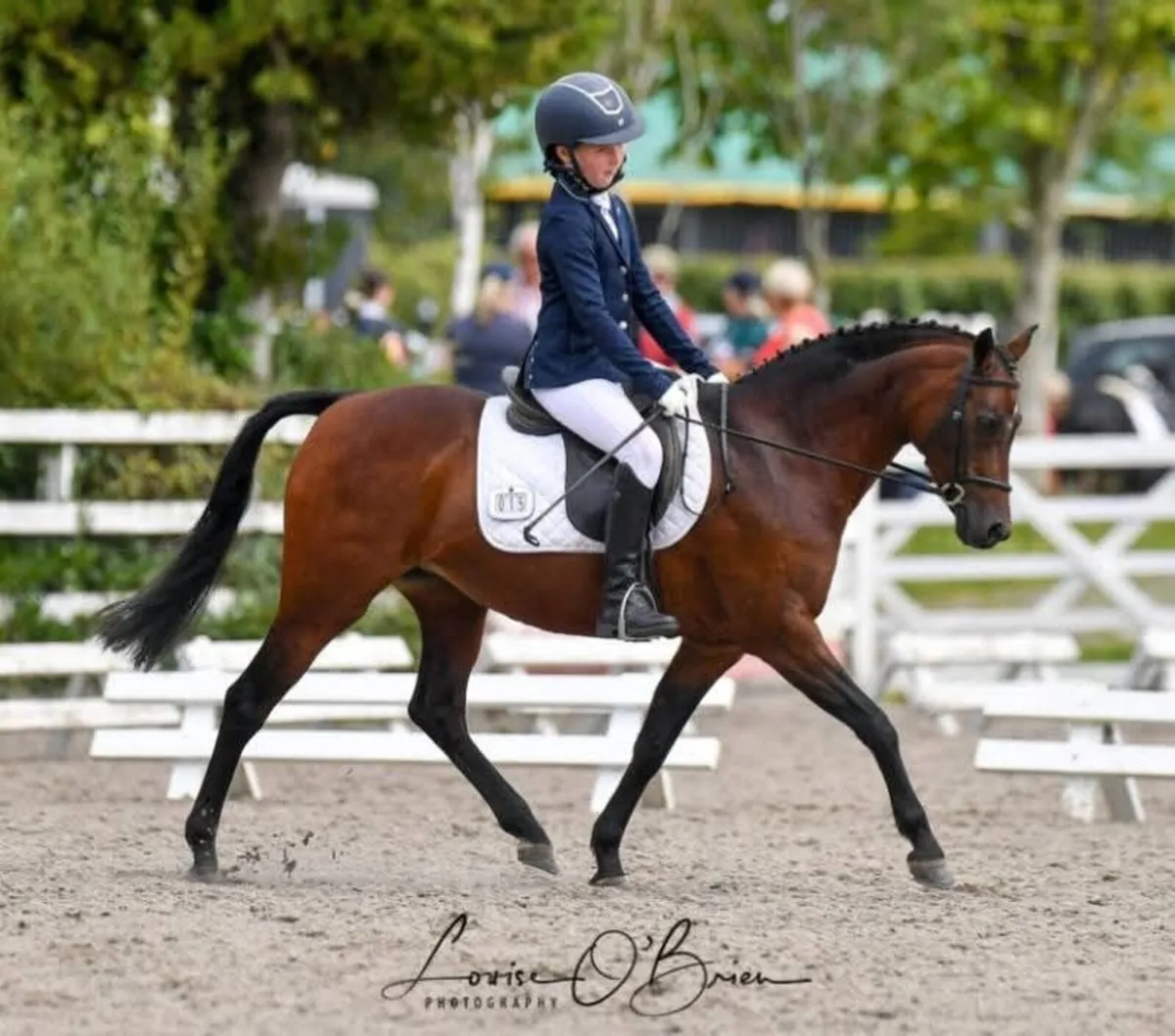 SP LR / SP FYFR / SP FR / Dressage - Image 2