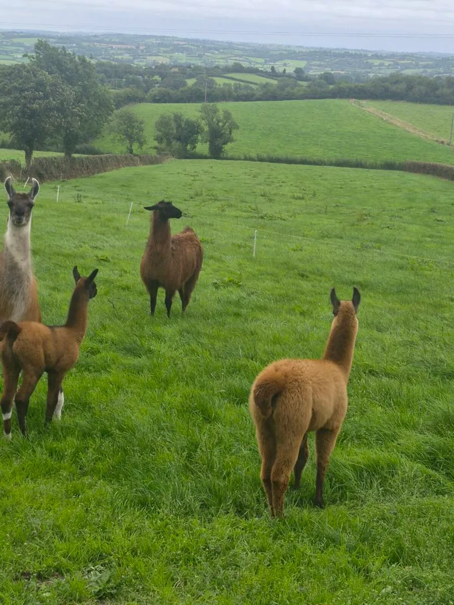 Llamas - Image 3
