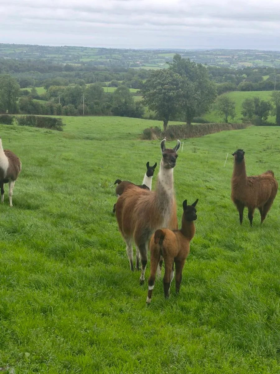 Llamas - Image 4