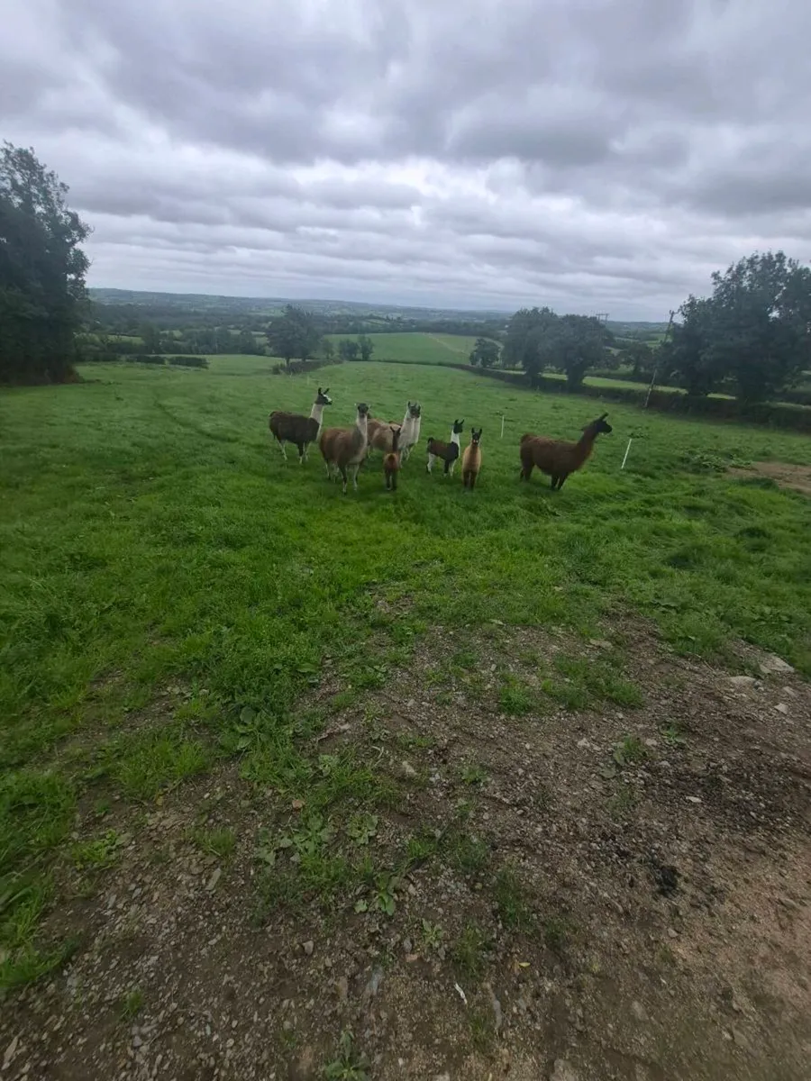 Llamas - Image 1