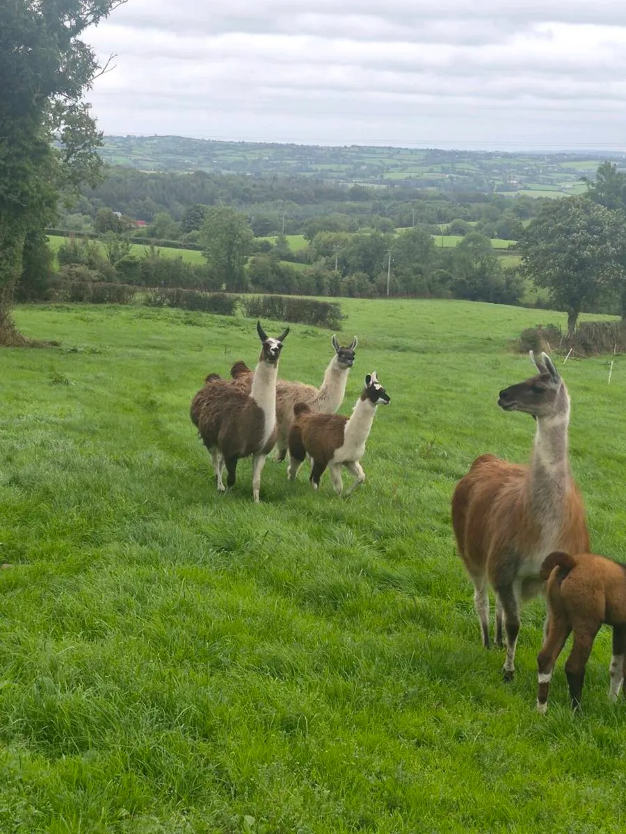 Llamas - Image 2