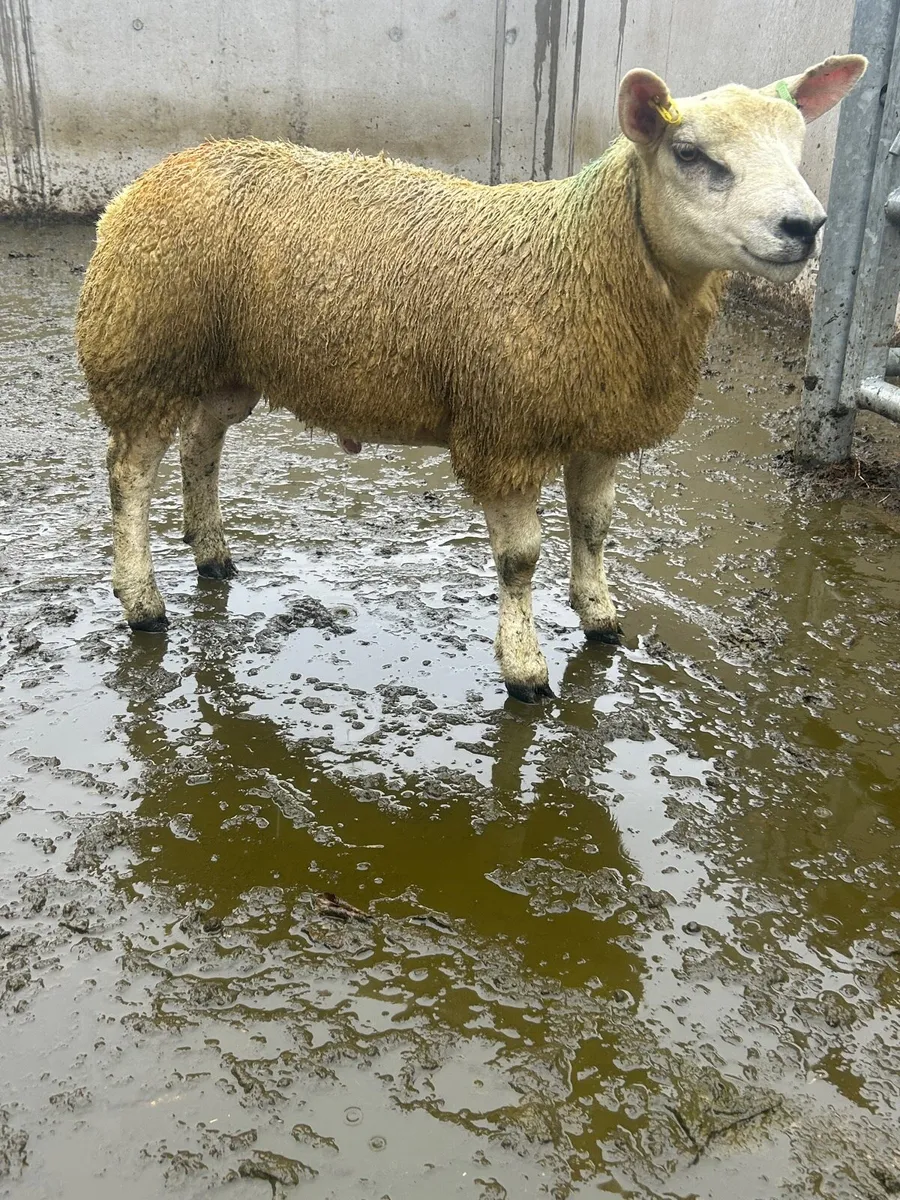 Texel Ram Lambs - Image 1