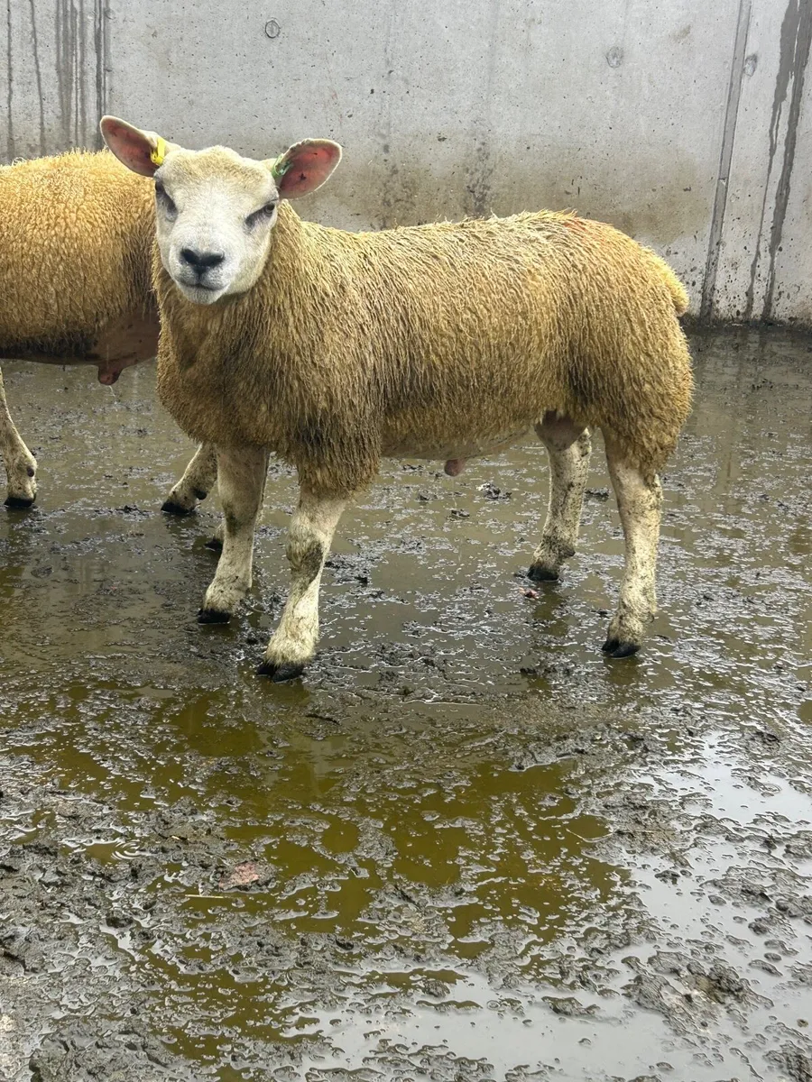 Texel Ram Lambs - Image 2