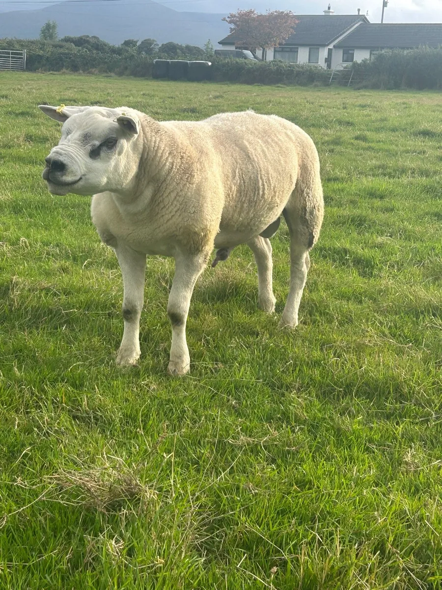 Texel Ram Lambs - Image 3