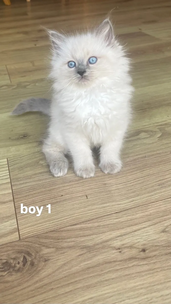 Ragdoll Kittens - Image 1