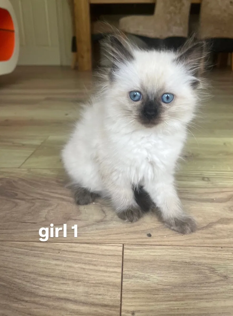 Ragdoll Kittens - Image 2