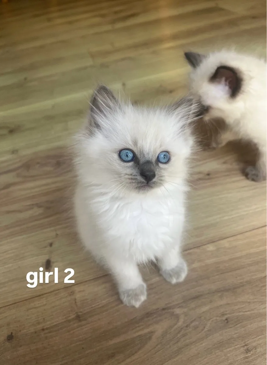 Ragdoll Kittens - Image 3