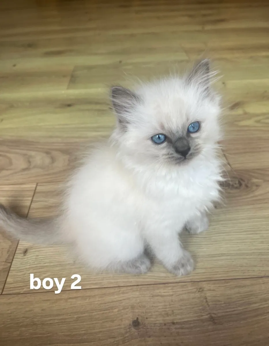 Ragdoll Kittens - Image 4