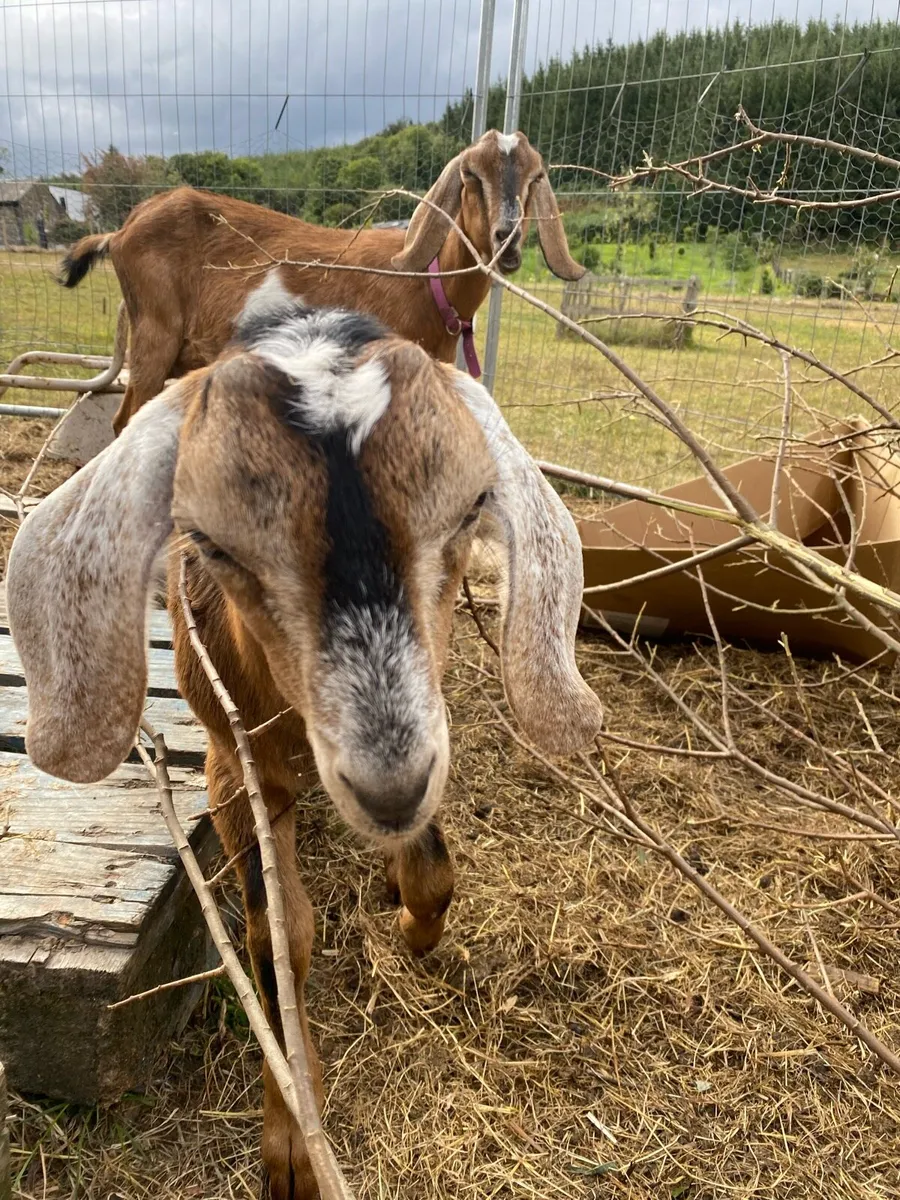 Nubian milking doe and Buckling - Image 3