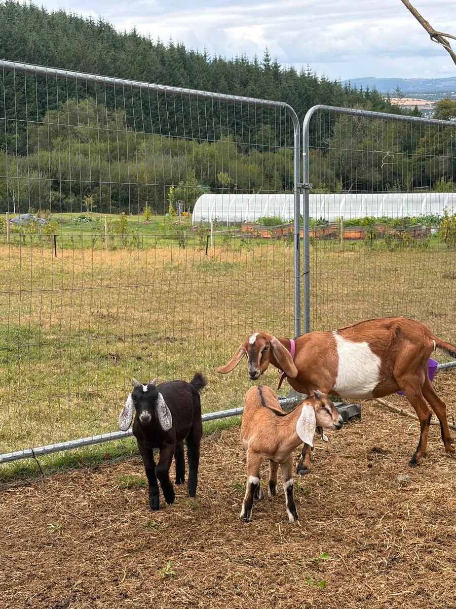 Nubian milking doe and Buckling - Image 4