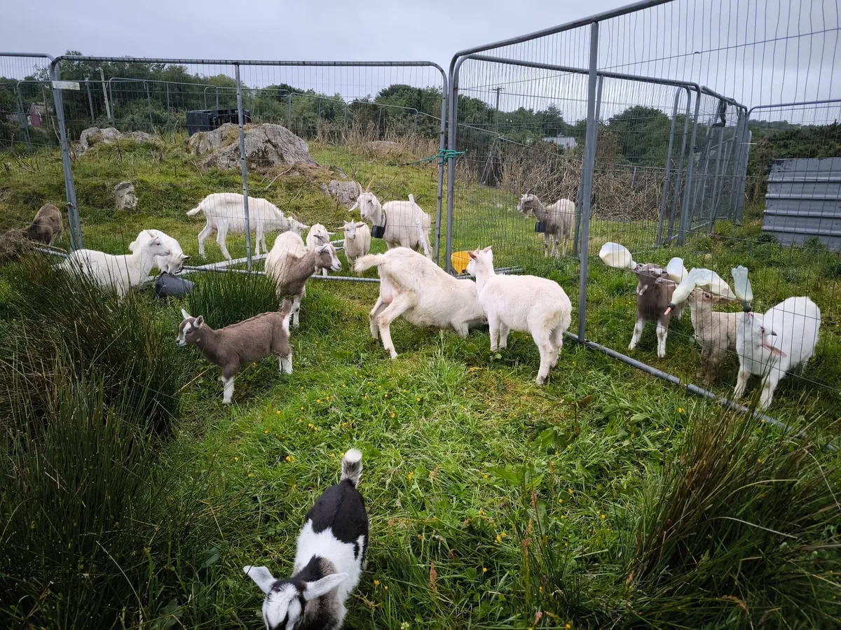 Nanny Goat
