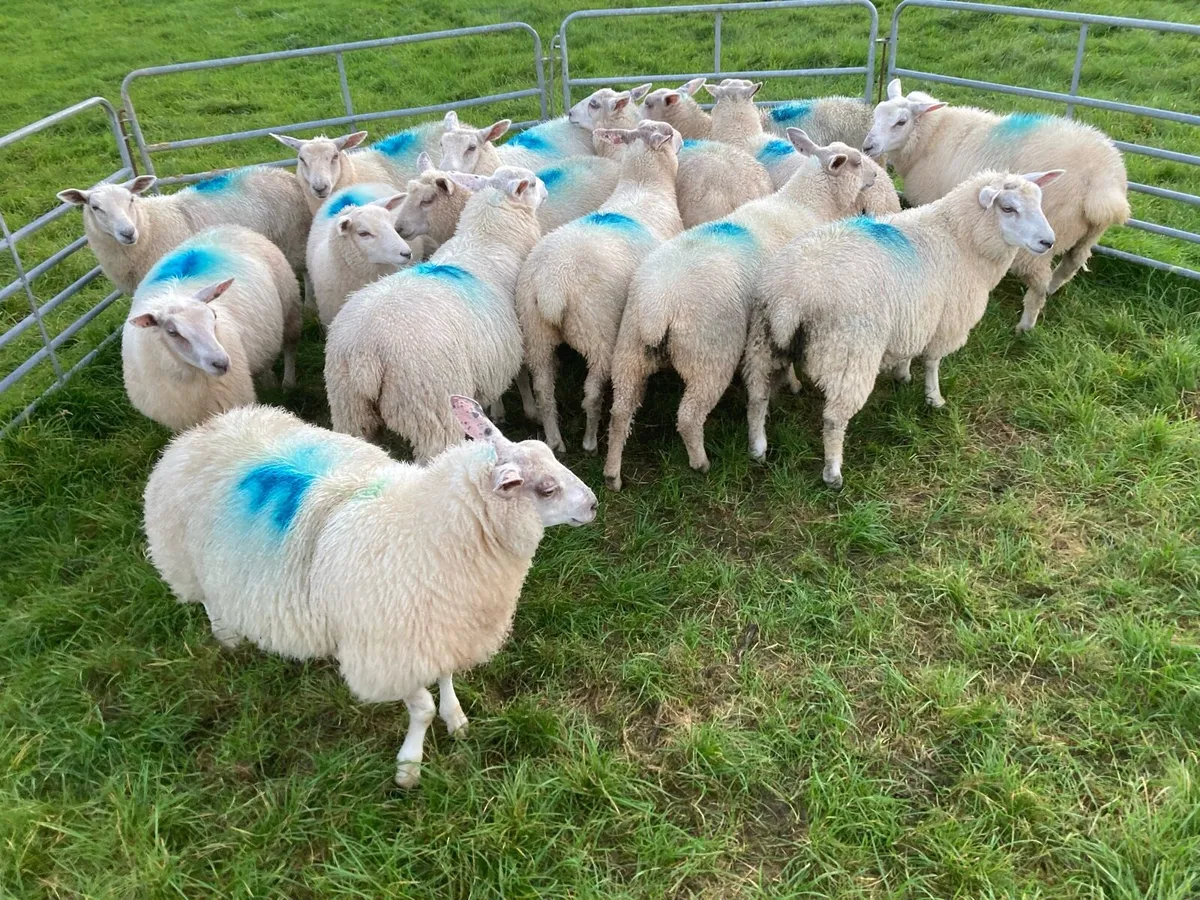 Ewe lambs - Image 2