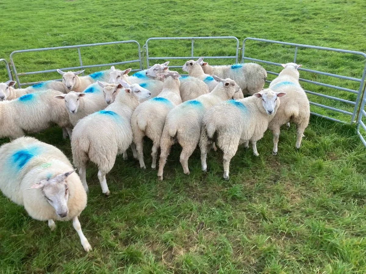 Ewe lambs - Image 3