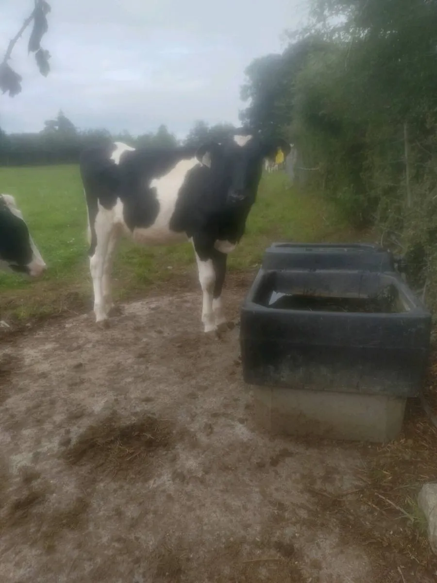Holstein Freisan heifer calves - Image 1