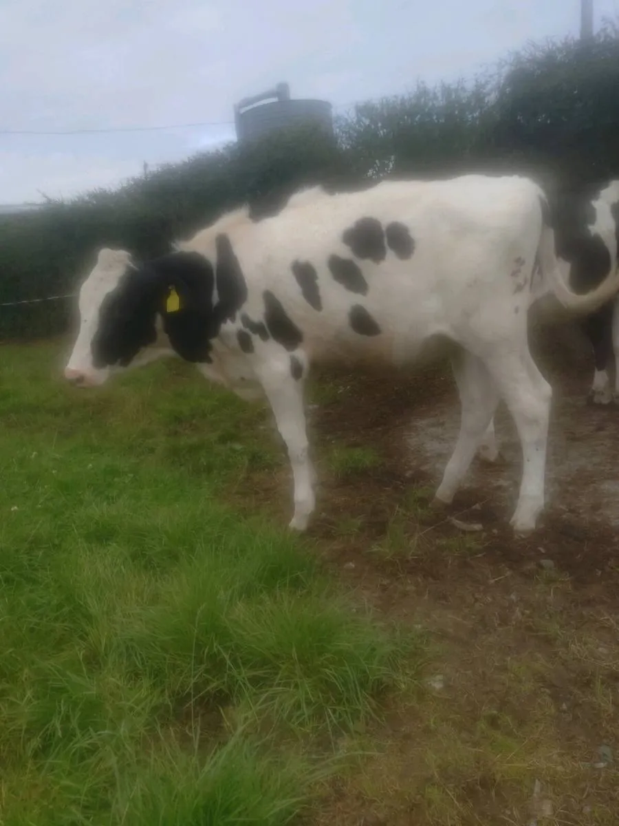 Holstein Freisan heifer calves - Image 2
