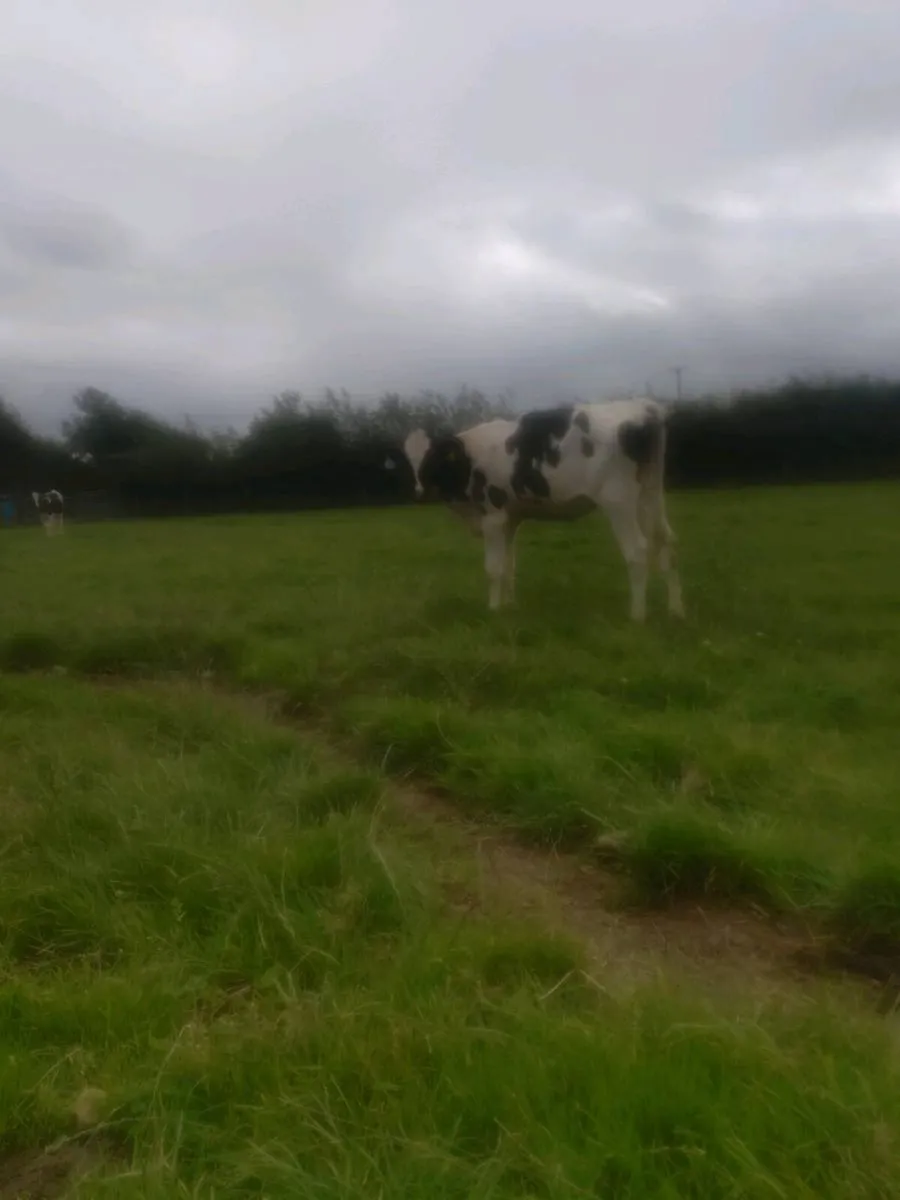 Holstein Freisan heifer calves - Image 3